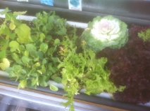 collard kale and lettuce.jpg