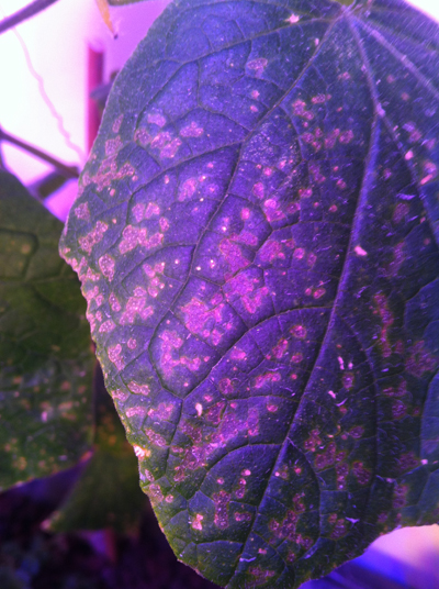 cucumber_front copy_1.JPG