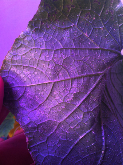 cucumber_back copy_1.JPG