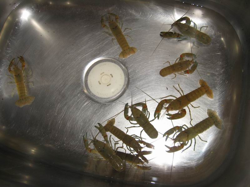 Perth Aquaponics - Yabbies.jpg