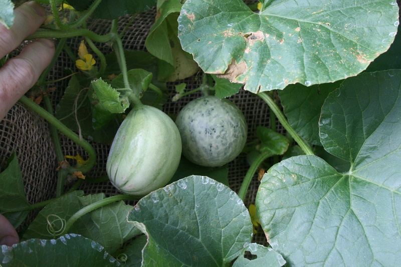 Cantaloupe melons 800x600.jpg