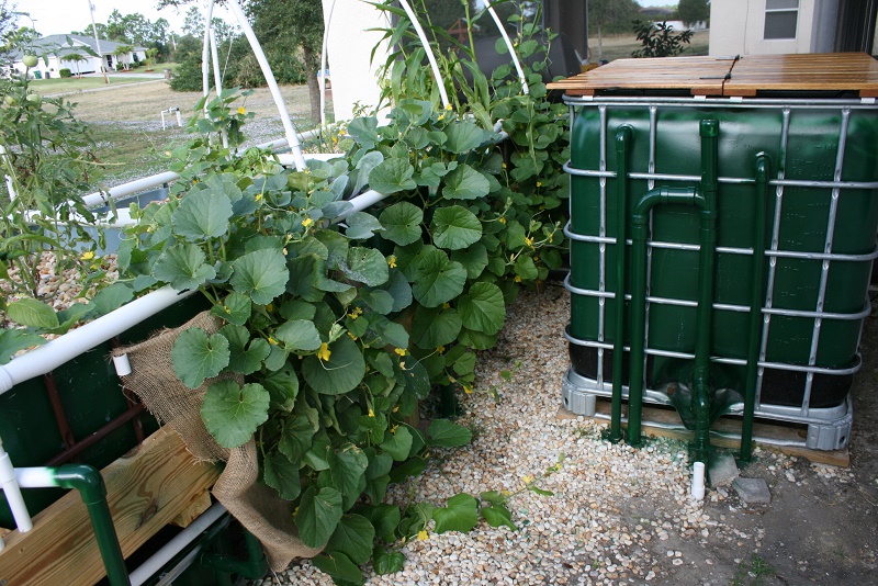 Cantaloupe 800x600.jpg