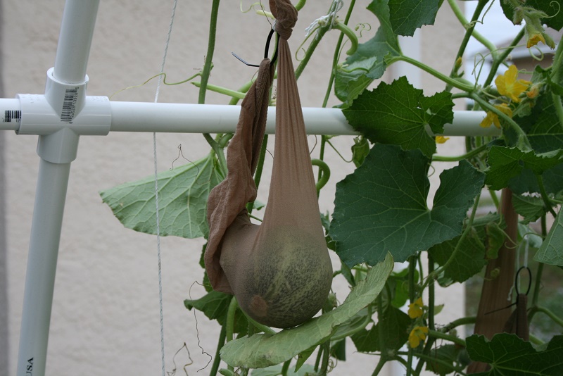 IMG_7463 600x800.jpg