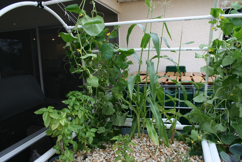 IMG_7460 800x600.jpg