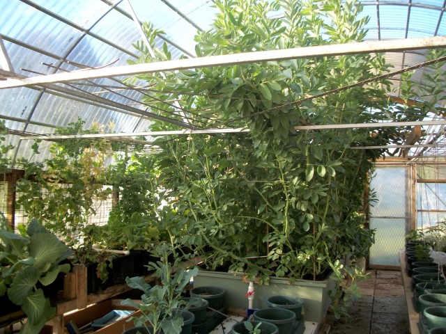 100_0438 (Medium) (Small).JPG