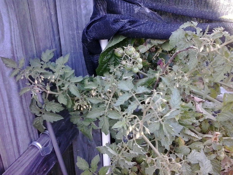 2013-11-28 07.21.16.jpg