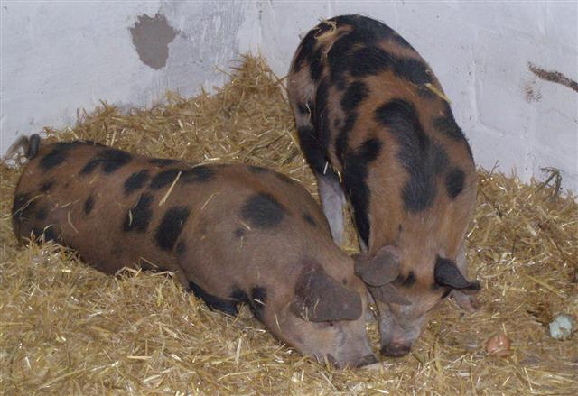 trying some old eggs (Small).jpg