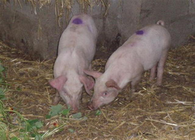 new piggies (Small).jpg