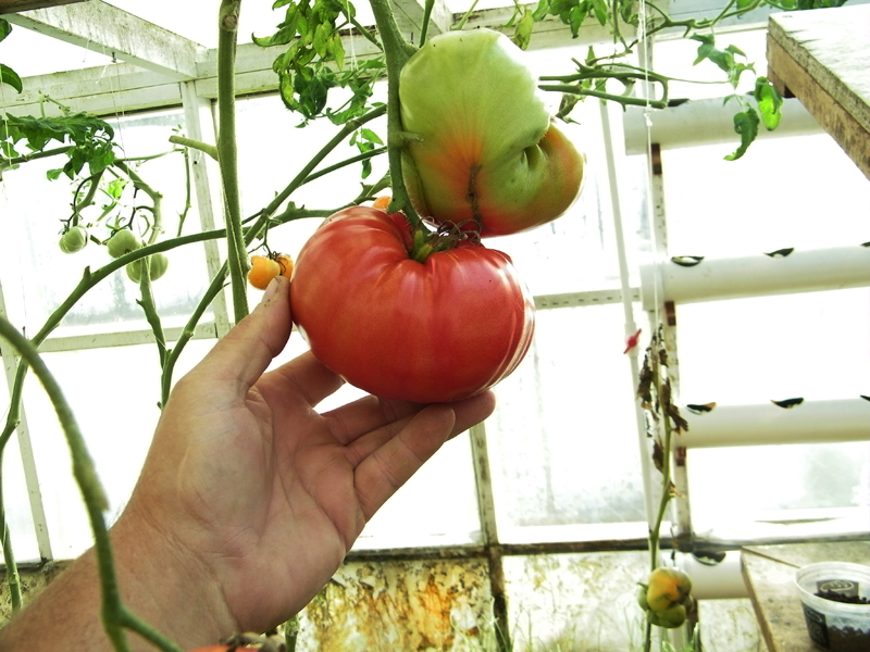 Andrew Rayhearts small 11-30-2013.jpg