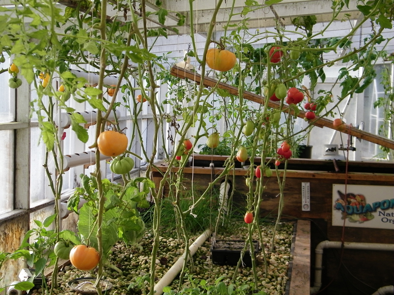 greenhouse toms 11-30-2013 small.jpg