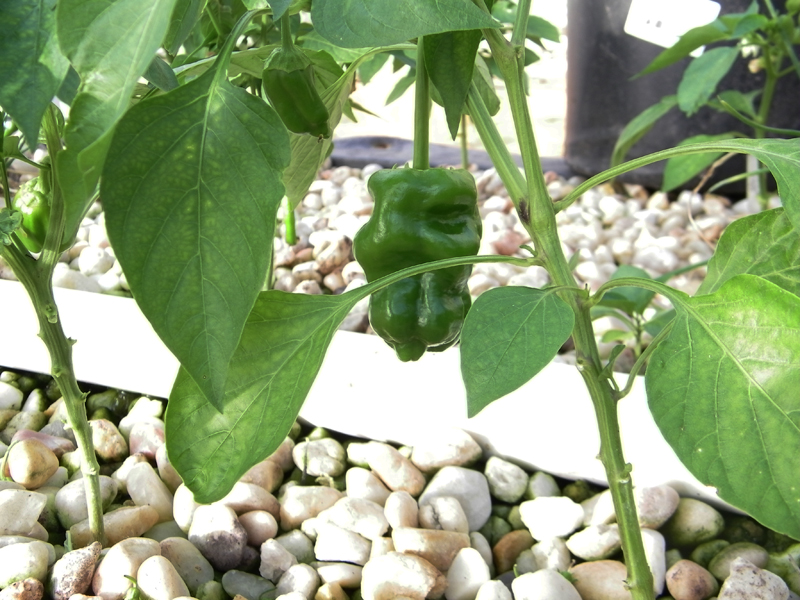 chocolate bell pepper small 11-30-2013.jpg