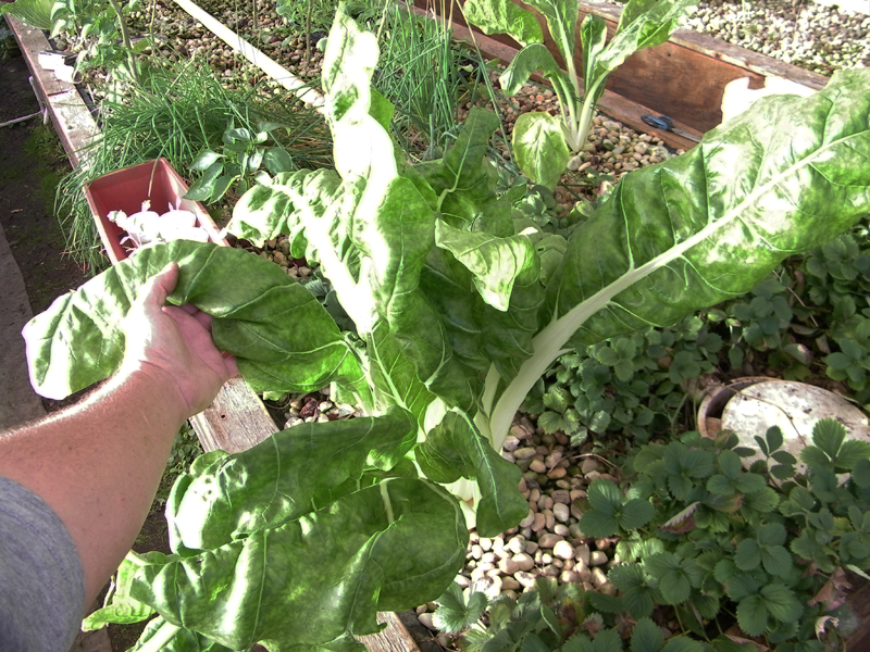 Swish Chard  small 11-30-2013.jpg