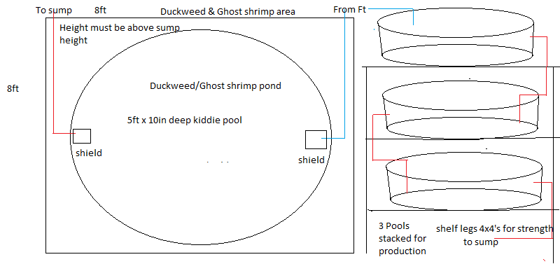 duckweed shrimp pond setup.png