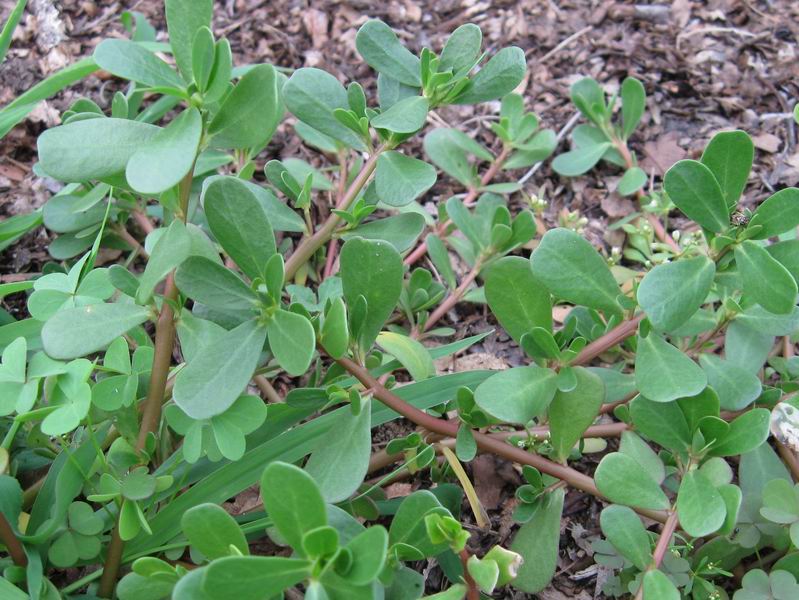 Portulaca b.jpg