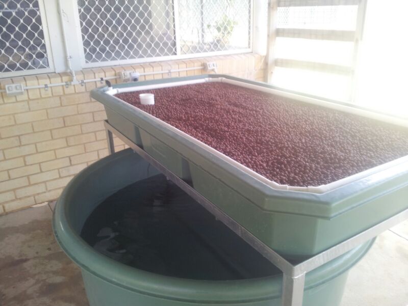 Backyard Aquaponics courtyard Install 02.jpg