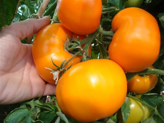 DSC06740 (Small).JPG