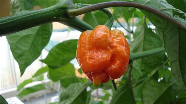 the dreaded Maruga.JPG