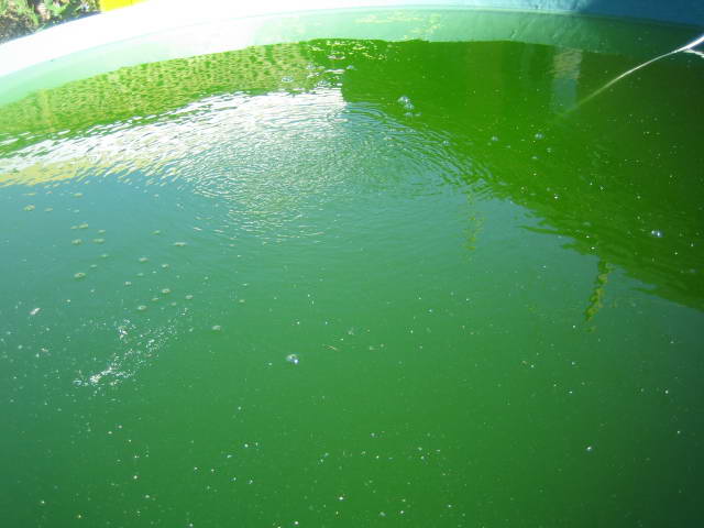 2006-09-03 algea bloom.jpg