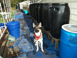 barrels 6 w-hd  small.jpg