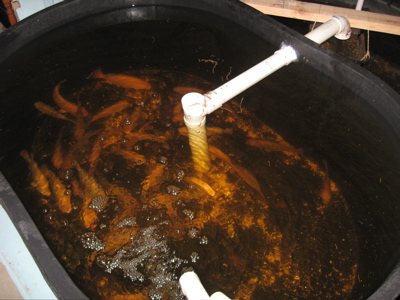 Fish Tub 02 Sep 10.jpg