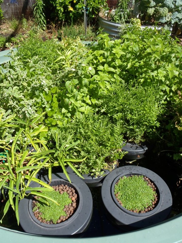 P1010003 (Custom).JPG