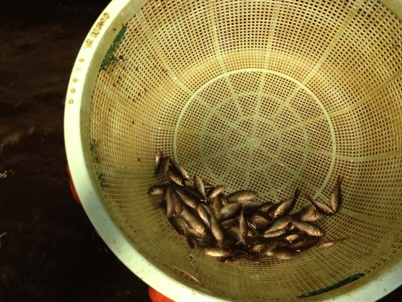 ... they're so small!!!.jpg