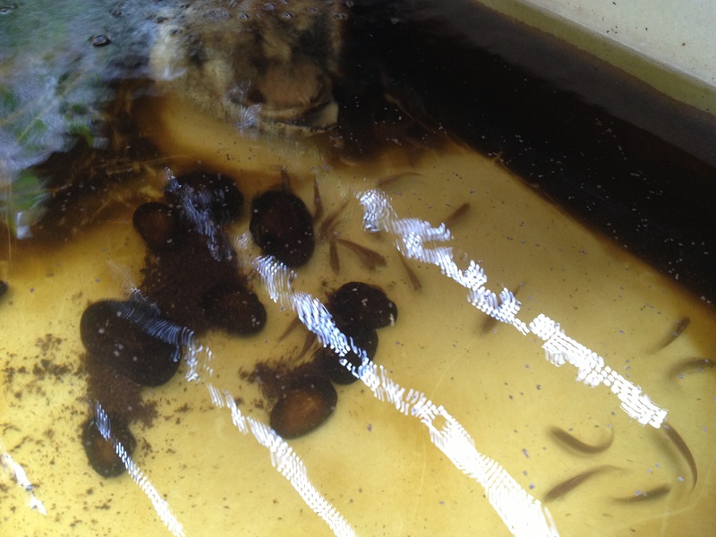 Silver Perch fingerlings feeding 21_12_2013.jpg