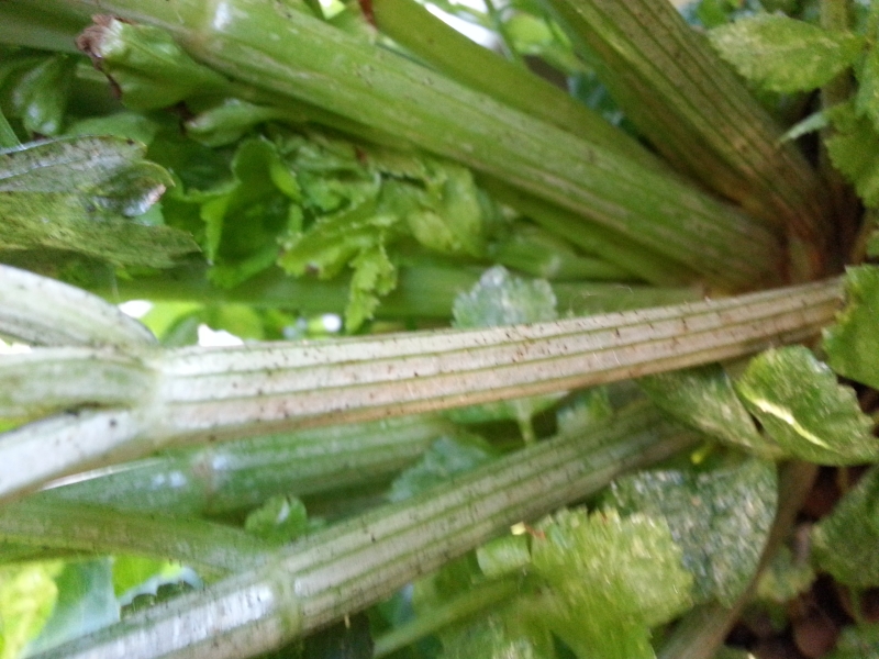 celery 1.jpg