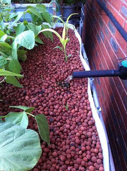 IMG_1439 corn row.jpg