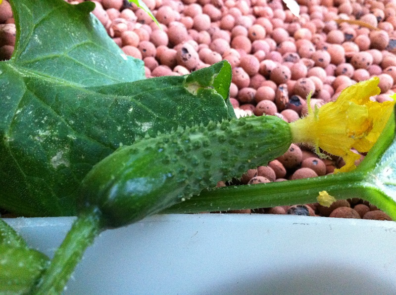 IMG_1429 cucumber.jpg