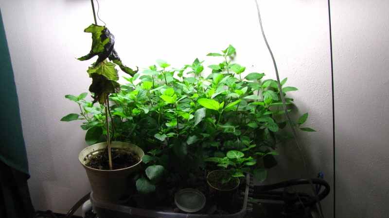 IMG_6345 (800x450).jpg