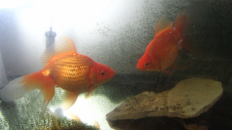 IMG_6347 (800x450).jpg