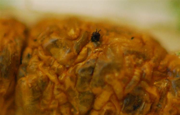 Parasitic wasp emerging, just a baby (Small).jpg