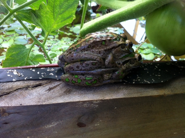 photo 2 (600x448).jpg