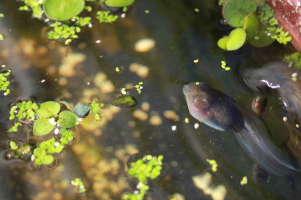 004 (600x400) (2).jpg