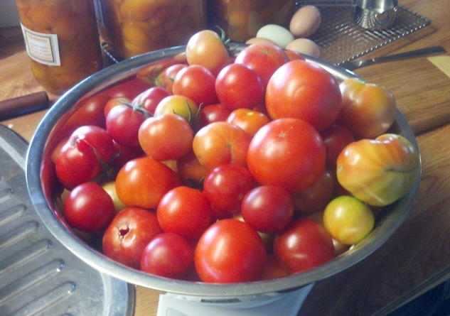 Tomatoes20140108.jpg