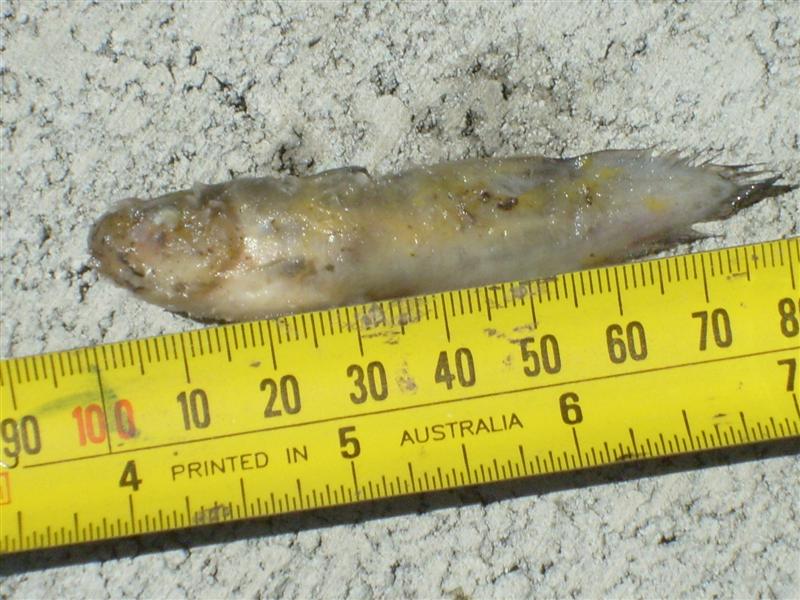 Tandus Catfish 02 (Medium).JPG