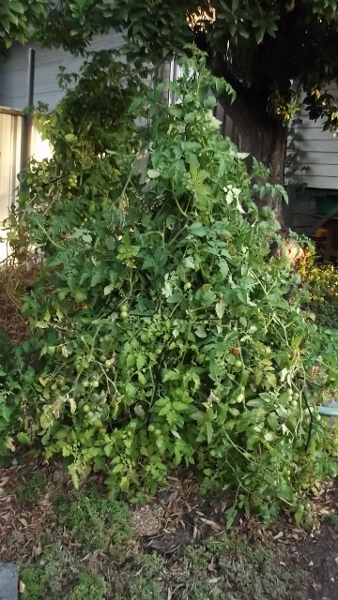 Dec 2013 Jan 2014 121 (360x640) (338x600).jpg