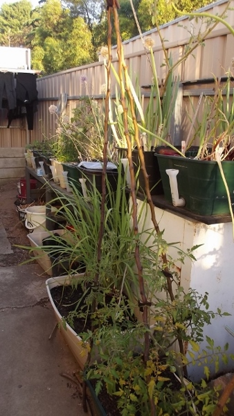 Dec 2013 Jan 2014 095 (360x640) (338x600).jpg