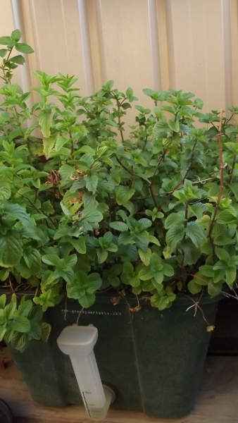 Dec 2013 Jan 2014 096 (360x640) (338x600).jpg