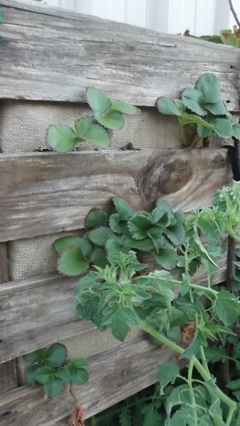 Dec 2013 Jan 2014 109 (360x640) (338x600).jpg