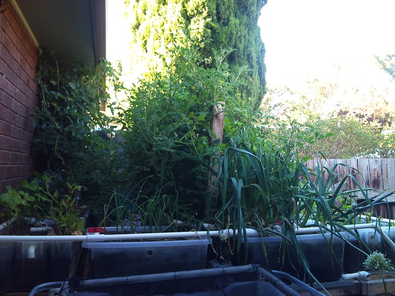 Macedon Ranges Aquaponics 14 Jan 2014 002.jpg