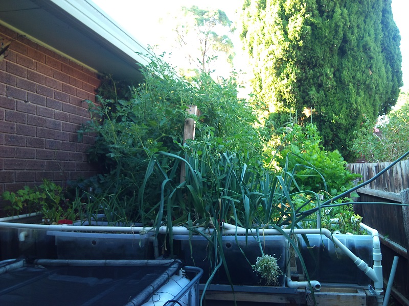 Macedon Ranges Aquaponics 14 Jan 2014 001.jpg