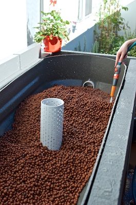 Aquaponics 18012014 003.jpg