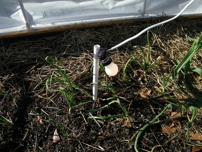 Wicking Bed light install 3.jpg