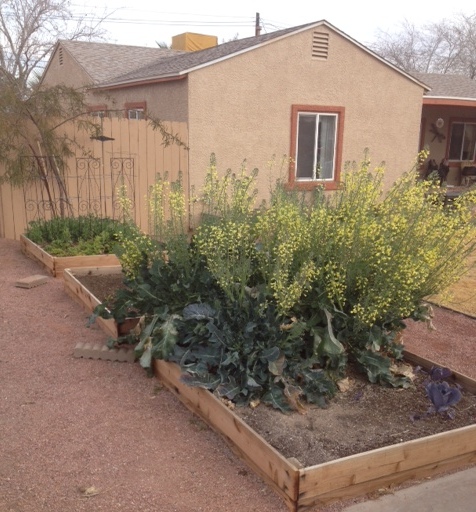 Front Yard Raised beds.jpg