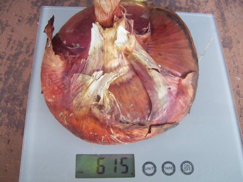 salad onion 23.01.14.jpg