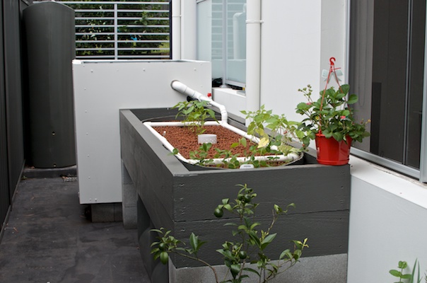 Aquaponics Setup 21012014 002.jpg