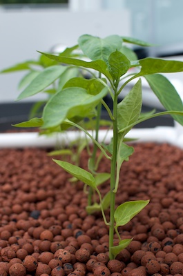 Aquaponics Setup 21012014 005.jpg