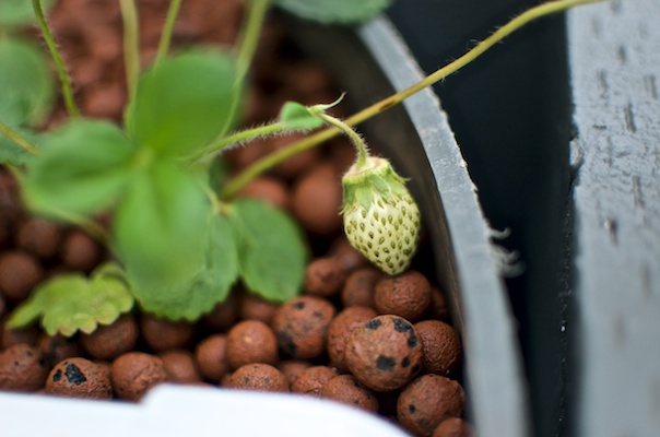Aquaponics Setup 21012014 004.jpg